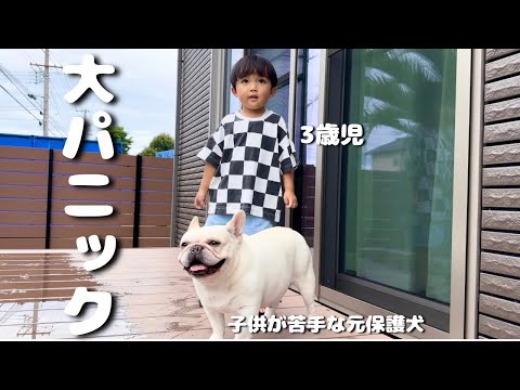 大騒ぎする3歳児を完全に無視する子供嫌いの愛犬