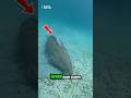 “Divers Stunned by a Mysterious Giant on the Ocean Floor!” #short #seaanimal #Dugong