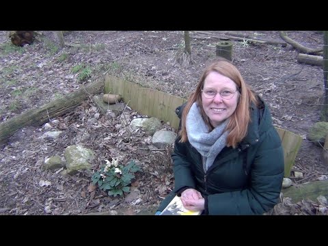 Video: Planter, Der Blomstrer Smukt Om Vinteren