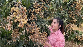 Do You Have Longan Fruit Around Home? / Harvest Longan Fruit For My Recipe / Cooking With Sreypov