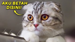 5 Alasan Kenapa Kucing Betah di Rumah Kita! Bisa Jadi Kucing Minta Makanan dan Ingin di Rawat by Kucing Meong 219 views 10 months ago 4 minutes, 34 seconds