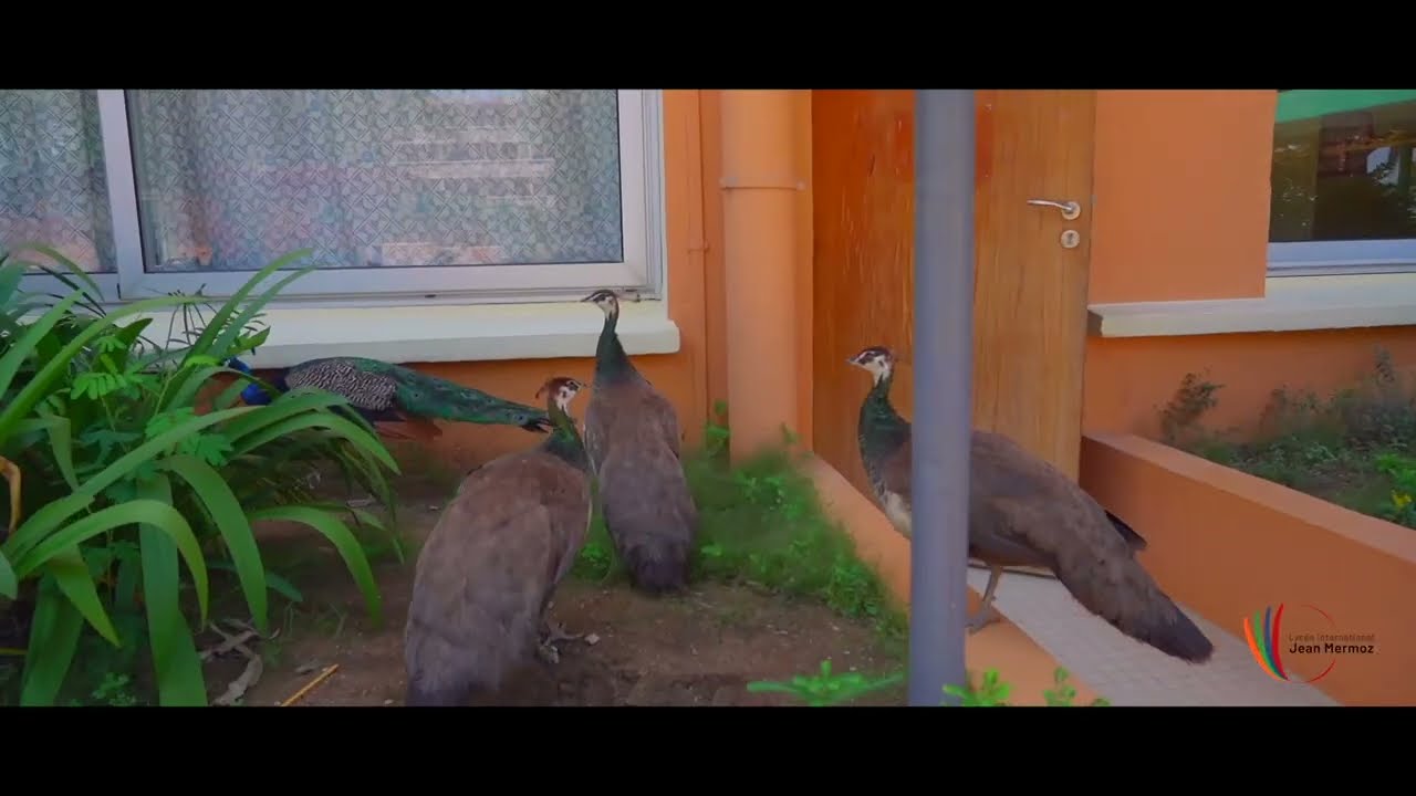 Bienvenue au Lycée international Jean Mermoz