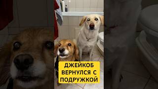 Глупые Каллены не знали про нейтрализатор запахов 211393211, который справляется даже с этим! #мем