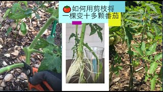 種番茄如何用剪枝将一棵变十多颗番茄【一个月就结果】西红柿番茄扦插繁殖-西红柿剪枝技巧和土壤肥料Grow many tomatoes plants from 1 plant using cutting