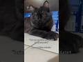 Money vs cats #shorts #cute #cats #cutecat #fyp #shortvideo