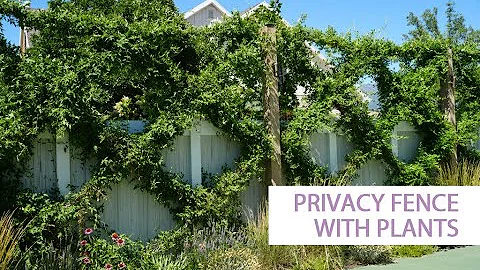 Create a privacy fence with plants! 4 methods to make your yard more inviting
