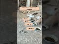 Все мы иногда немного такие котята #otus #it #мем