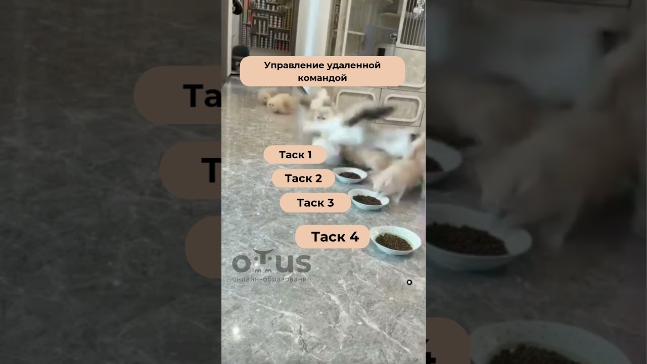 Все мы иногда немного такие котята 