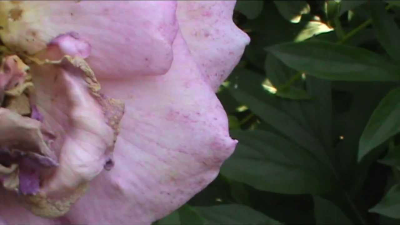 amphibians nedir BUGS Ruin My Flowers !!! - for russians olympics 24h