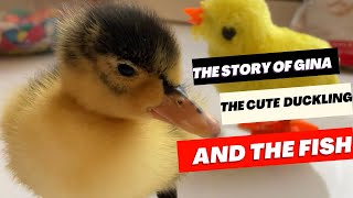 The story of Gina, the cute duckling, and the fish#funny #funnyvideo #funnyducklings #viral