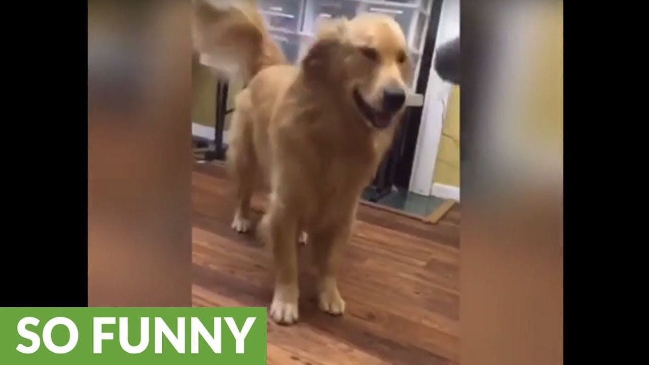 Golden Retriever goes to war with blow dryer YouTube