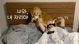 [Kdog life] Watch this video if you consider letting your dog in your bed