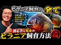 ピラニア 飼育の全て。初心者も安心のピラニア飼育方法アニュアル。【アクアリウム】