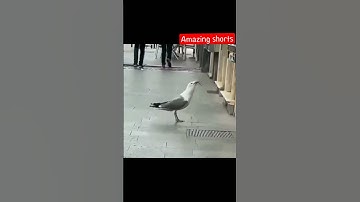 Seagull eat a full grown rat 🐭 on chine street 😱 #shorts