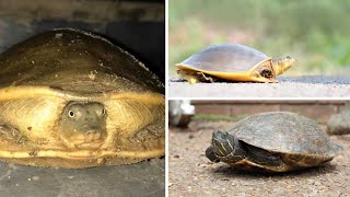 Indian flapshell turtle reptiles#wildlife#reptiles
