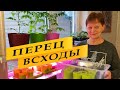 Рассада перца. Всходы