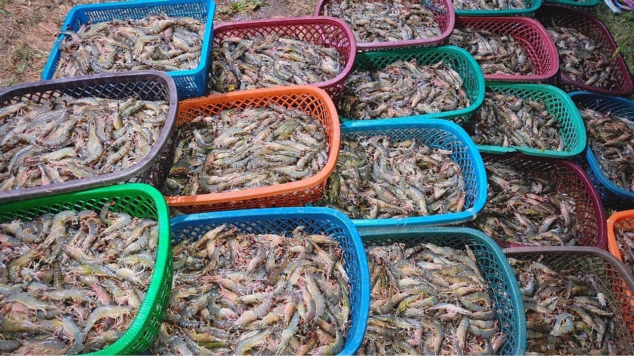 Shrimp Trawls at best price in Karur by Net Sarvana Knits