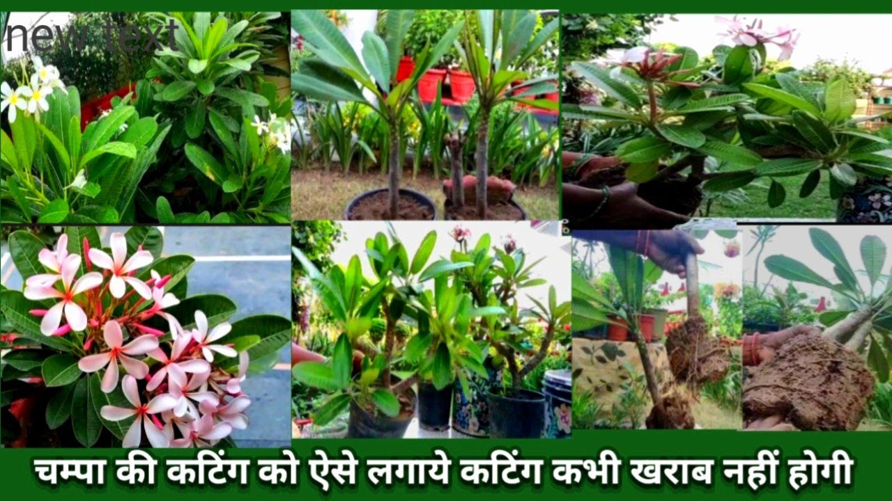 चम्पा का पौधा कटिंग से कैसे लगाये llHow To Grow Champa  Flower Plant From Cutting
