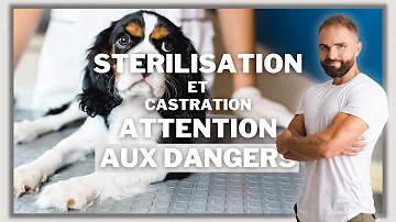 Comment Steriliser un chien mâle ?