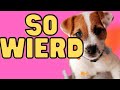 10 Weird Things Jack Russell Terriers Do (Some May Surprise You) の動画、YouTube動画。