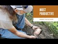 Most PRODUCTIVE and VERSATILE Vegetable | White vs Red SWEET POTATOES | Early Morning Harvest
