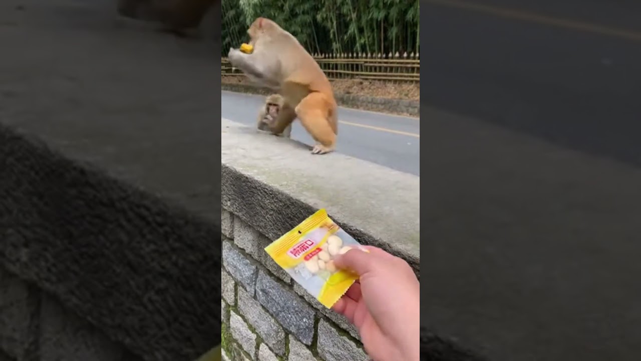 Обезьяна схватила ВСЕ лакомства 😱 Дикая уличная встреча!