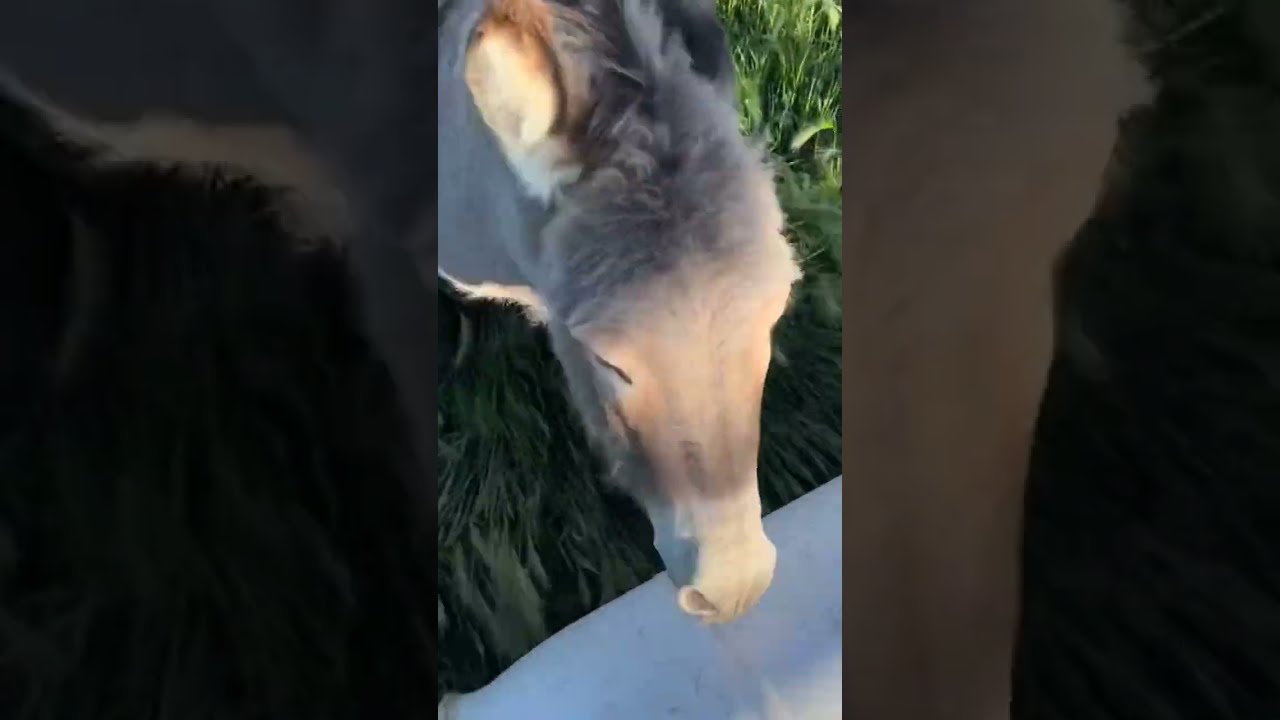 I Has A Bucket Oh No They Stealing My Donkey Must Watch Face Shorts