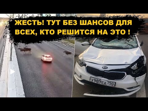 Жесть ! ТУТ БЕЗ ШАНСОВ ДЛЯ ВСЕХ, КТО РЕШИТСЯ НА ЭТО !  МКАД 32 км (внут.) дтп авария сегодня