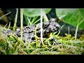 Oriental firebellied toads feeding time bombina orientalis