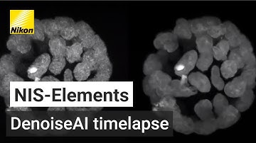 NIS-Elements_Denoise ai.