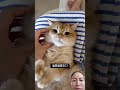 #고양이 #music #puppy #thugian #pets #giaitri #goldenretriever #flowers #funny #cute #panda #love