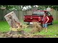 Pros Pulling Stumps vs Idiots Pulling Stumps: Extreme Dangerous Logging Truck Fails #1