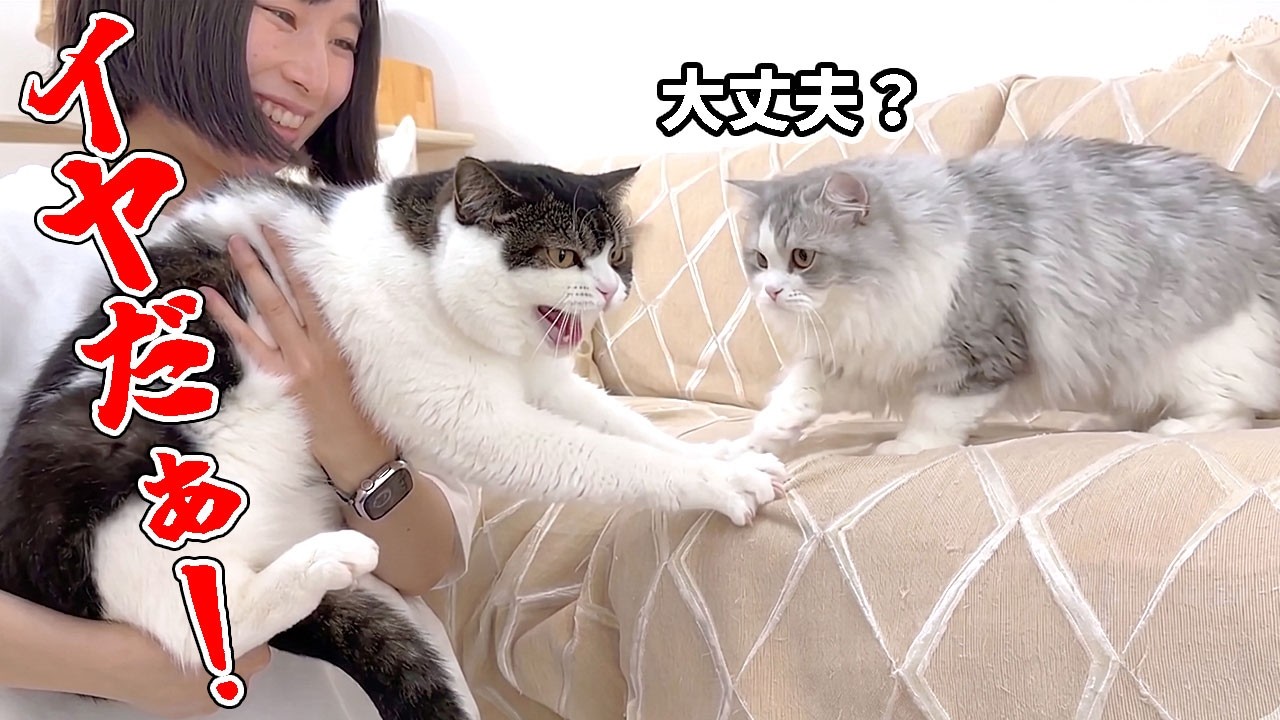 This is what happened when the kitten heard its older brother cat