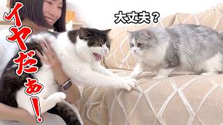 兄猫の悲鳴を聞いて心配する子猫がこうなりました…汗