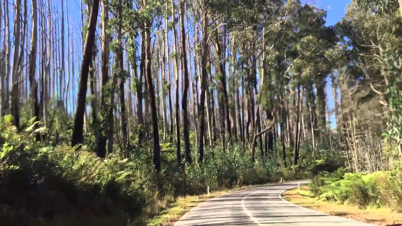 Yarra Ranges National Park YouTube