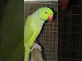 Indian green parrot talking #parrot #birds #parrottalking #shorts