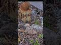 #hawk #wildlife #nest #birds #animals #nature #birdofprey #eagle