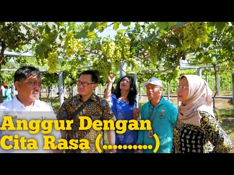 Video: Pai Yogurt Dengan Nektarin Dan Anggur