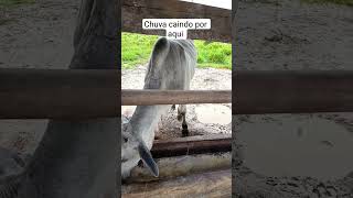 chuva no Amazonas #pecuarista #vidanaroça #sitio #agro