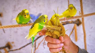 Happy Budgies Eating Millet and enjoing outdoors