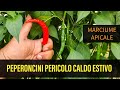 Peperoncini Piccanti Pericolo Caldo Estivo