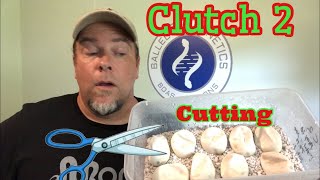 Clutch 2 cutting