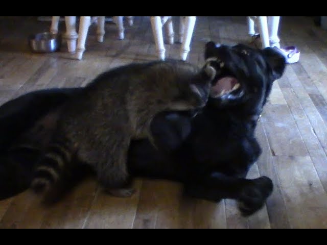 Will Raccoons Attack Dogs