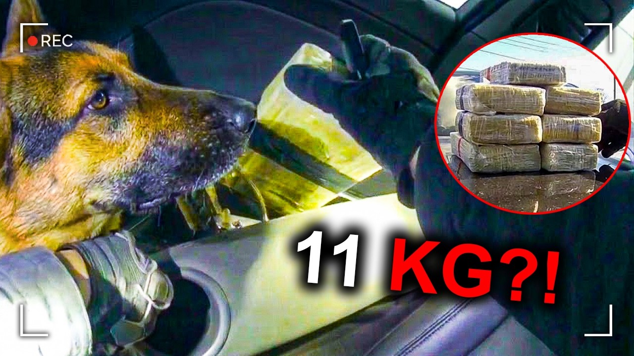 Police K-9 Finds 11 kg of Cocaine During Traffic Stop - YouTube