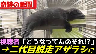 アザラシ幼稚園、新たな脱走伝説が生まれてしまうｗｗｗ