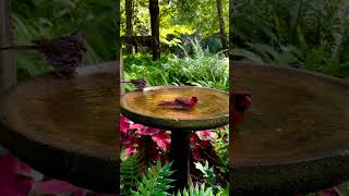 Beautiful Bird Baths