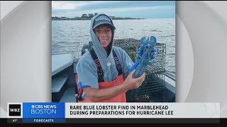 Rare blue lobster caught in Marblehead, a 'one in two million' find