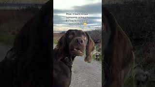 If you still track your pet using an AirTag in 2026, you need to see this video 🐶😺