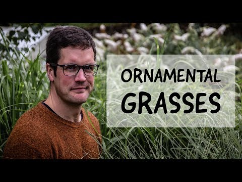 Video: Silver Spike Grass Info: Kako uzgajati Silver Spike Grass