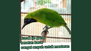 Download Lagu Sound of bird